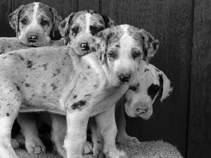 four, puppies