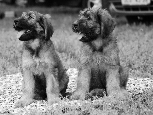 Shepherd French Briard, puppies