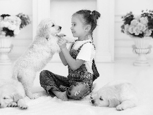 girl, puppies, Golden Retrievery, Three