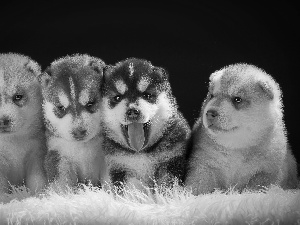 Siberian Husky, sweet, Puppies