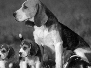 puppies, Beagle, mother