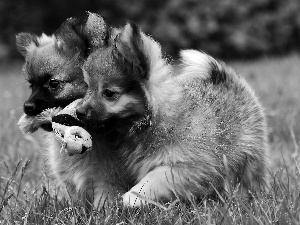 Miniature Spitz, sweet, plush, puppies, Two cars, grass, toy