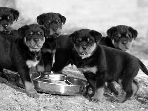 Rottweiler, puppies