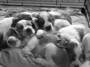 Welsh Springer Spaniel, sweet, puppies