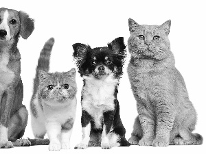 Three, Two cars, puppies, puss