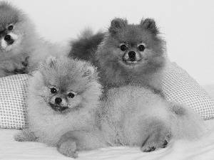 Spitz, Three, puppies