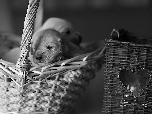 Two cars, basket, Golden Retriever, Puppies