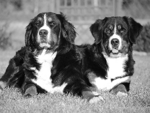 Bernese, Two cars, puppies