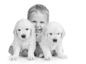 boy, White, puppies, Two cars