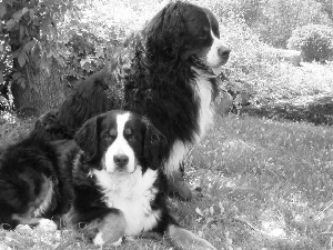 Meadow, Two cars, puppies