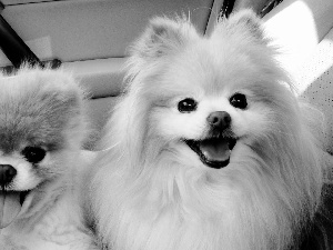 Miniature Spitz, Two cars, puppies