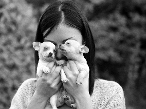 Women, White, puppies, Two cars