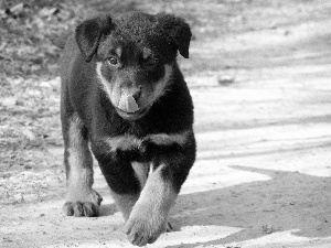 Rottweiler, honeyed, Puppy