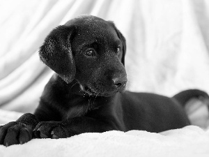 Black, Puppy