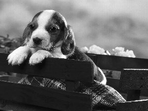 Puppy, trolley, Blanket