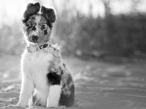 Border Collie, sitter, Puppy