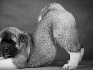 American akita, dog, Puppy