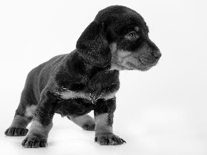 Dachshund Shorthair, dog, Puppy