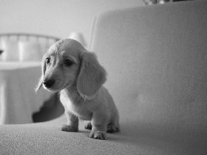 honeyed, Puppy, dachshund, doggy