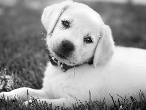 dog-collar, grass, Puppy, Labrador Retriever, White