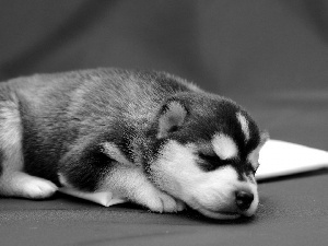 Siberian Husky, sleepy, Puppy