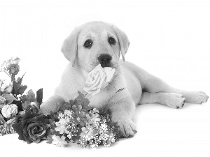 Flowers, Puppy, Labrador Retriever, dog