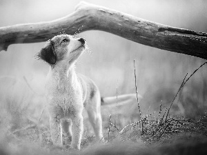 Alpine Dutch, dog, fuzzy, Plants, Lod on the beach, Puppy