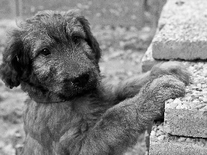 Irish Terrier, peeping, Puppy