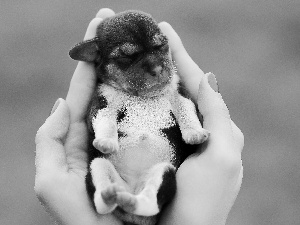 Puppy, hands, small