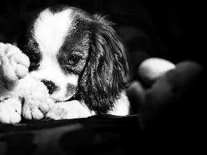 King Charles Spaniel, doggy, Puppy