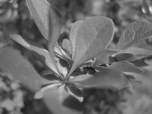 barberry, Leaf, Purple, Bush