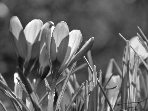 crocuses, purple