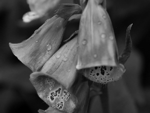 drops, Flowers, Purple Foxglove