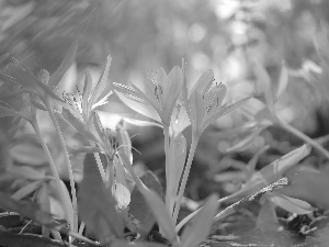 purple, colchicums, Flowers