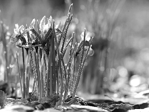 Flowers, Irises, drops, purple