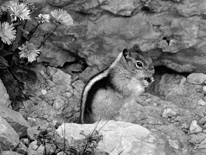 rocks, Chipmunk, purple, Flowers, White, Stones