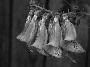 Purple Foxglove