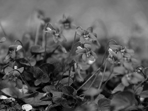 Flowers, fragrant violets, purple