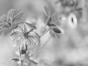 Flowers, Geranium Magnificum, purple