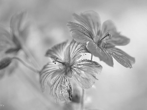 Flowers, Geranium Magnificum, purple