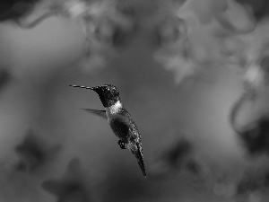 Flowers, humming-bird, purple