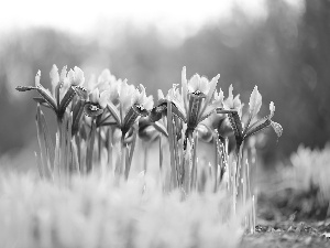 Irises, Flowers, cluster, purple