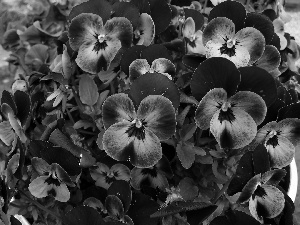 pansies, purple