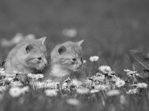puss, sweet, daisies, Spring, Meadow, little doggies
