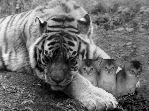 puss, tiger, Three