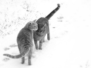 winter, red head, puss, Two cars