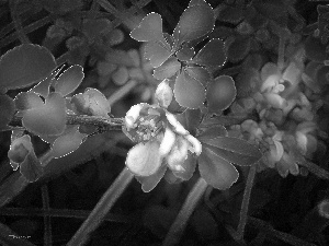 Flowers, quinces