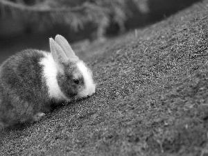 white and gray, Rabbit