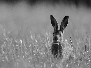 frightened, Wild Rabbit