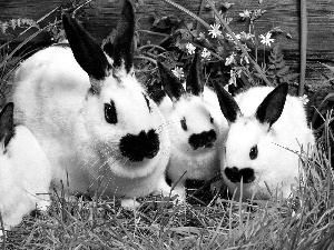 Rabbits, four, White